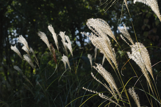 Miscanthus sinensis 'Arabesque' au Jardin de la Salamandre en Dordogne