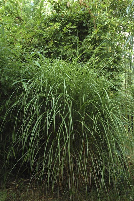 Miscanthus sinensis 'Etincelle' au Jardin de la Salamandre en Dordogne