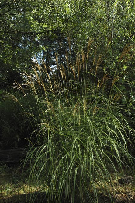 Miscanthus sinensis 'Hermann Mussel' au Jardin de la Salamandre en Dordogne