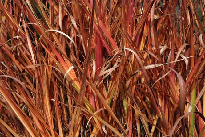 Miscanthus sinensis 'Afrika' au Jardin de la Salamandre  en Dordogne