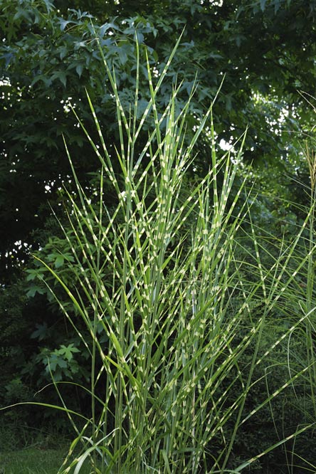 Miscanthus sinensis 'Strictus' au Jardin de la Salamandre en Dordogne