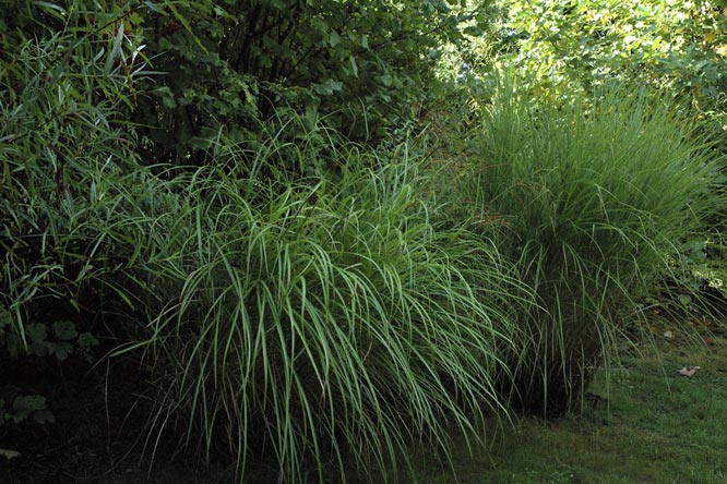 Miscanthus transmorrisonensis sinensis' Gracillimus' au Jardin de la Salamandre  au Jardin de la Salamandre en Dordogne