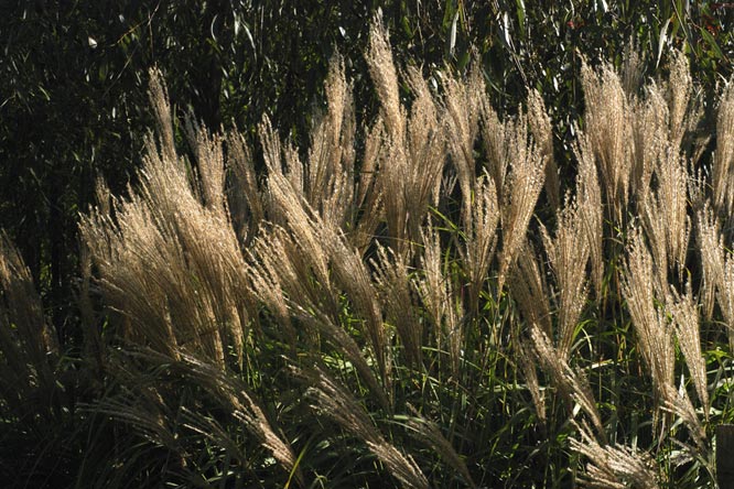 Miscanthus sinensis 'Undine' 2 au Jardin de la Salamandre