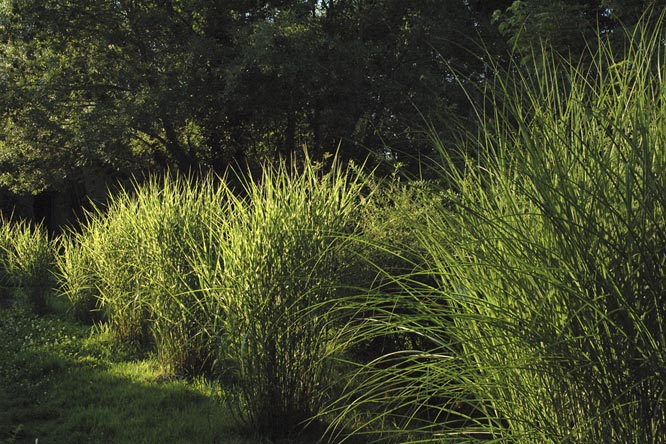 Miscanthus sinensis 'Zebrinus' au Jardin de la Salamandre en Dordogne