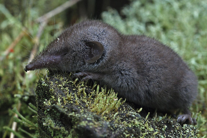 Musaraigne des jardins (Crocidura suaveolens) au Jardin de la Salamandre en Dordogne