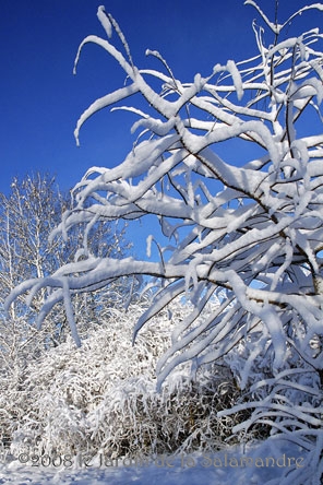 Cyprès et saules sous la neige au Jardin de la Salamandre en Dordogne