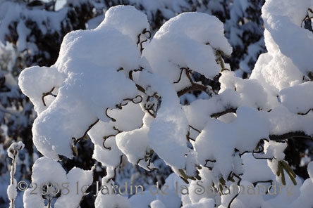 Noisetier neigeux au Jardin de la Salamandre en Dordogne