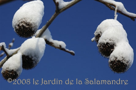 Platane sous la neige au Jardin de la Salamandre en Dordogne