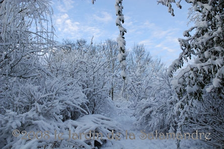 Neige sur les rosiers au Jardin de la Salamandre en Dordogne