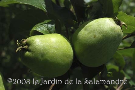 Pomme 'Petit Museau de Li&egrave;vre' au Jardin de la Salamandre en Dordogne
