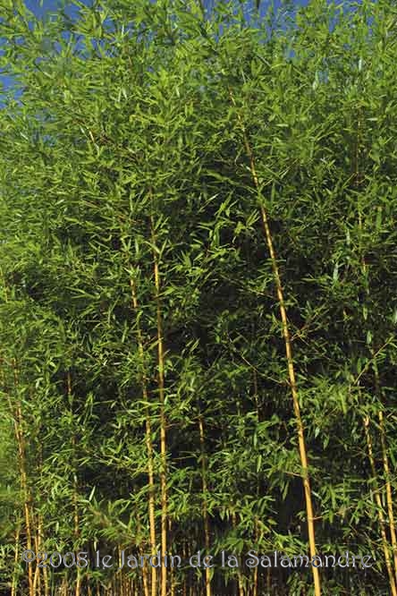 Phyllostachys aureosulcata 'Aureocaulis au Jardin de la Salamandre en Dordogne