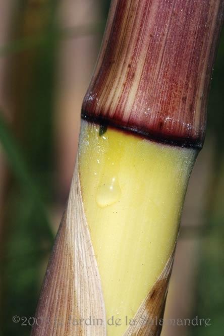 Phyllostachys aureosulcata aureocaulis au Jardin de la Salamandre en Dordogne 