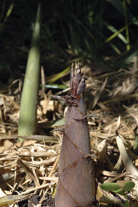 Phyllostachys bissetii au Jardin de la Salamandre en Dordogne 