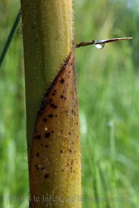 Phyllostachys glauca au Jardin de la Salamandre en Dordogne