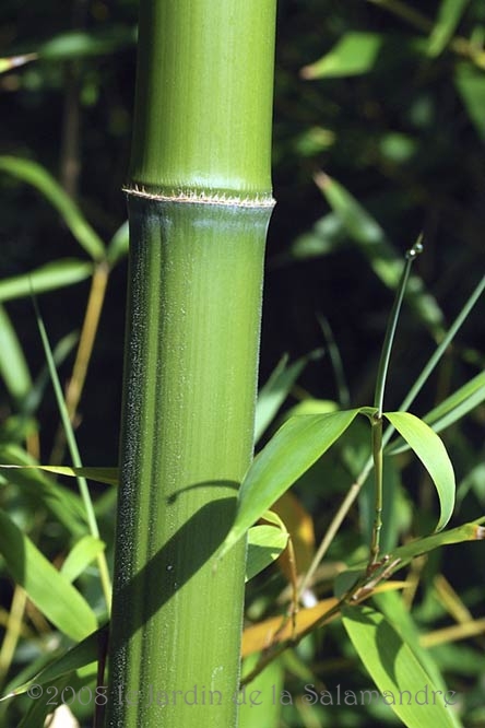 Phyllostachys kwangsiensis au Jardin de la Salamandre en Dordogne