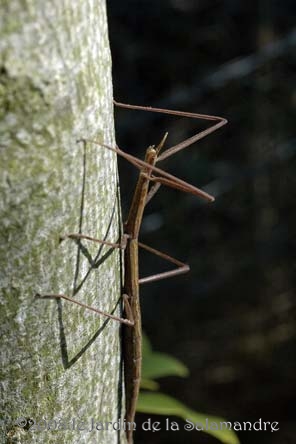 Phasme (Leptynia hispanica) au Jardin de la Salamandre en Dordogne