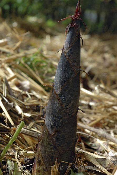 Phyllostachys pubescens au Jardin de la Salamandre en Dordogne