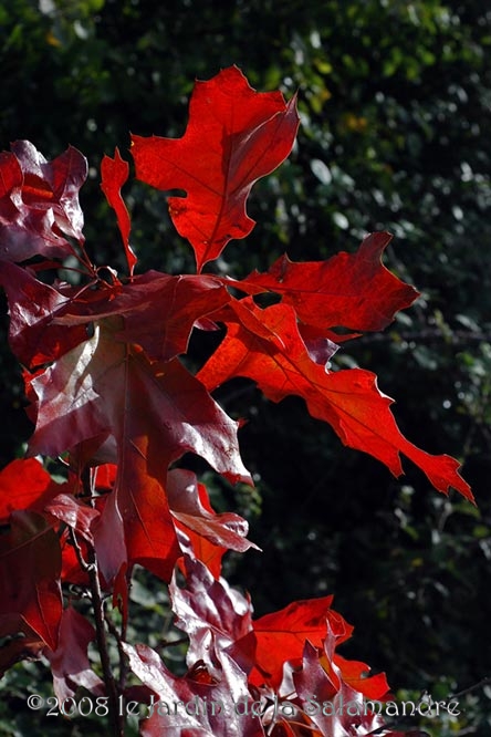 Quercus velutina en automne au Jardin de la Salamandre en Dordogne