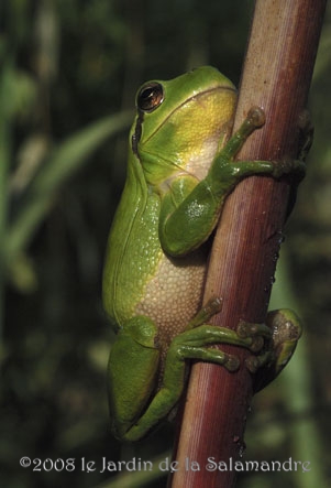 Rainette méridionale (Hyla meridionalis) au Jardin de la Salamandre en Dordogne