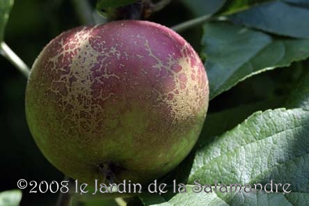 Pomme 'Reinette Marbr&eacute;e' au Jardin de la Salamandre en Dordogne