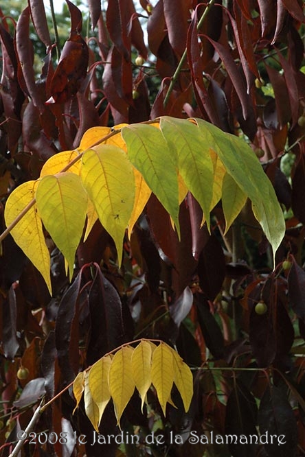 Rhus succedanea en automne au Jardin de la Salamandre en Dordogne