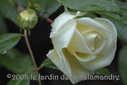 Rosa 'Alberic Barbier' au Jardin de la Salamandre en Dordogne