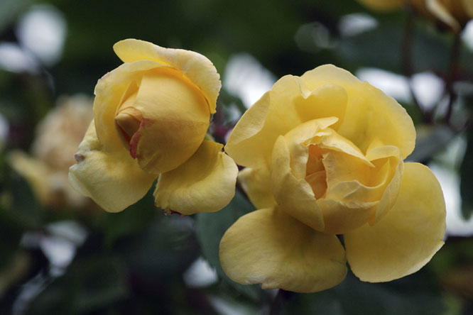 Rosa 'Alberic Barbier' au Jardin de la Salamandre en Dordogne