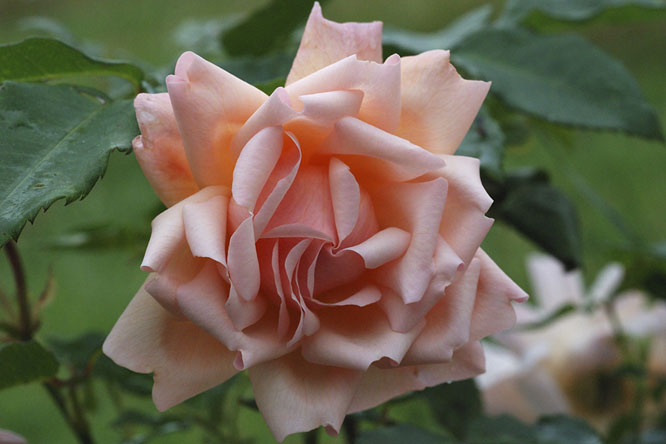 Rosa 'Arethusa'  au Jardin de la Salamandre en Dordogne