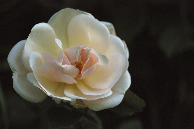 Rosa 'Auguste Gervais' au Jardin de la Salamandre en Dordogne