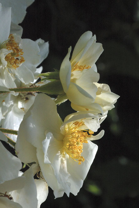 Rosa 'Kathleen' au Jardin de la Salamandre en Dordogne