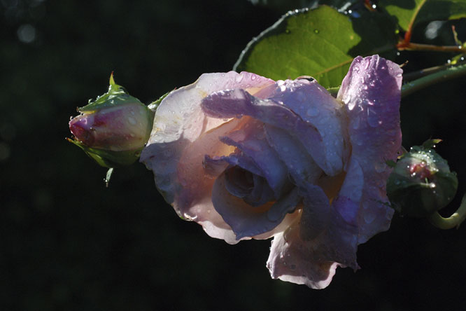 Rosa 'Marie Van Houtte' au Jardin de la Salamandre  au Jardin de la Salamandre en Dordogne