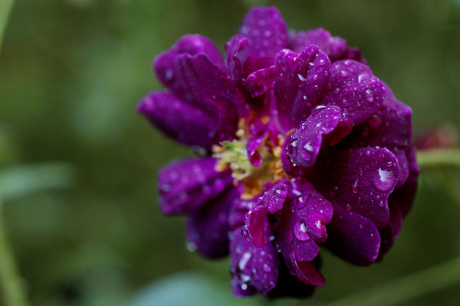 Rosa 'Nuits de Young' au Jardin de la Salamandre en Dordogne