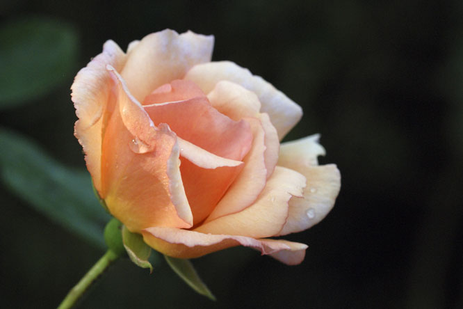 Rosa 'Ophelia' au Jardin de la Salamandre en Dordogne