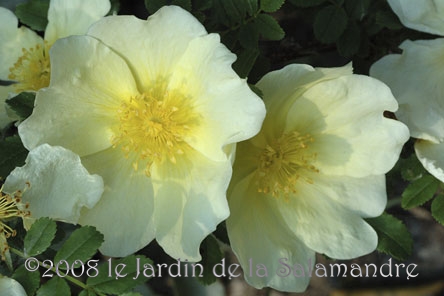 Rosa primula au Jardin de la Salamandre en Dordogne