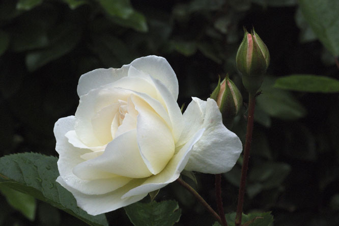 Rosa' Prosperity' au Jardin de la Salamandre en Dordogne