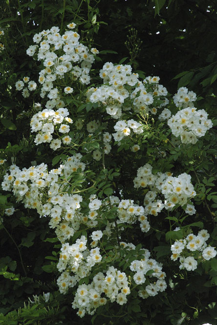 Rosa 'Rambling Rector' au Jardin de la Salamandre en Dordogne