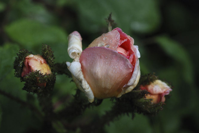 Rosa 'Robert Leopold' au Jardin de la Salamandre en Dordogne