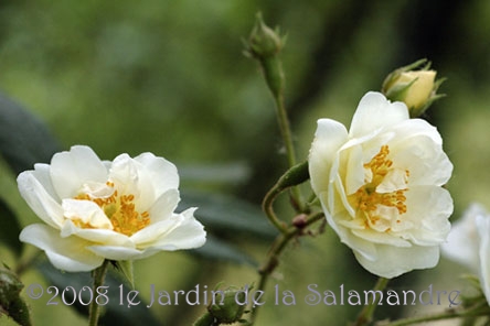 Rosa 'Seagull' au Jardin de la Salamandre en Dordogne