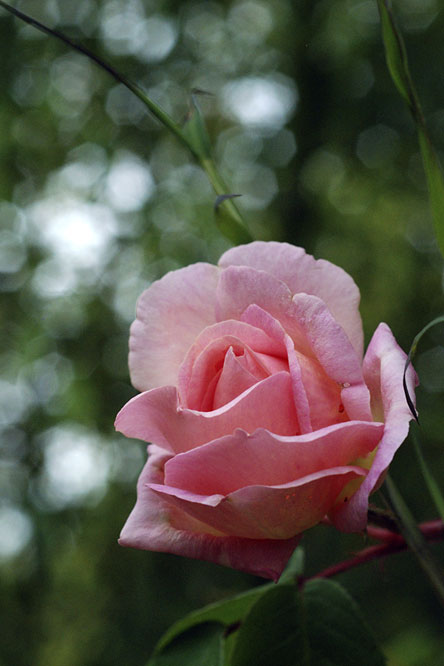 Rosa 'Souvenir Mme Léonie Viennot' au Jardin de la Salamandre au Jardin de la Salamandre en Dordogne