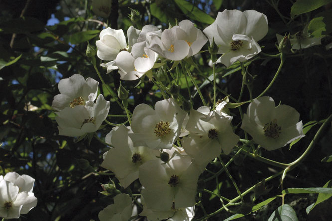 Rosa 'Toby Tristam' au Jardin de la Salamandre en Dordogne