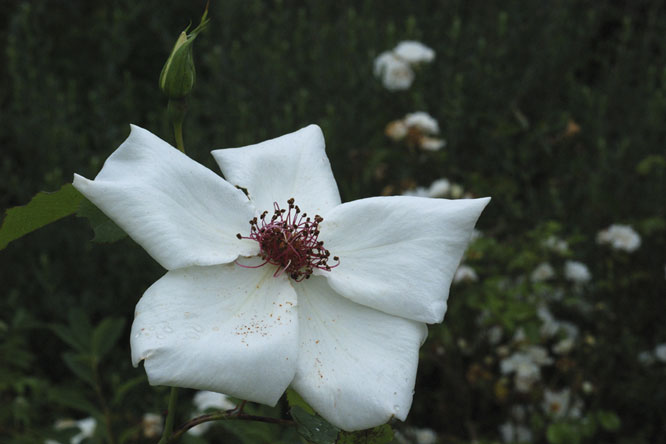 Rosa 'White Wings' au Jardin de la Salamandre en Dordogne