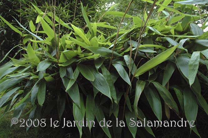 Sasa tesselata au Jardin de la Salamandre en Dordogne