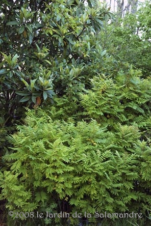 Sorbaria au Jardin de la Salamandre en Dordogne