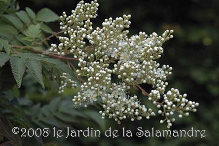 Sorbaria kirilowii au Jardin de la Salamandre en Dordogne