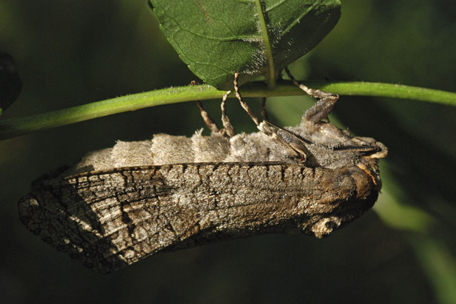 Gazé ou Piéride de l'aubépine (Aporia crataegi ) au Jardin de la Salamandre en Dordogne