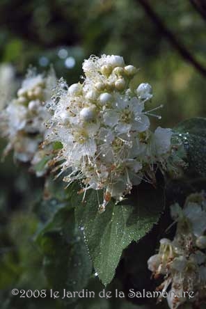 Spiraea chamaedryfolia au Jardin de la Salamandre en Dordogne