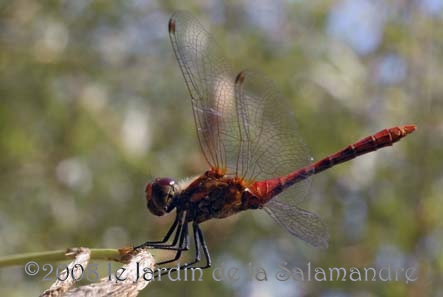 Sympétrum sanguin (Sympetrum sanguineum) aau Jardin de la Salamandre en Dordogne