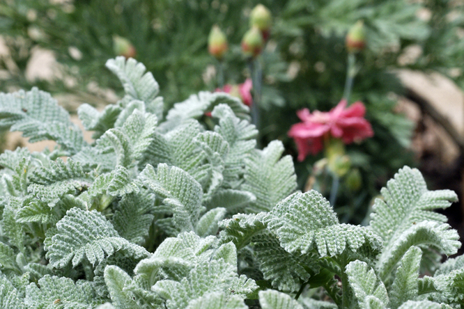 Tanacetum densum ssp. amanii au Jardin de la Salamandre en Dordogne