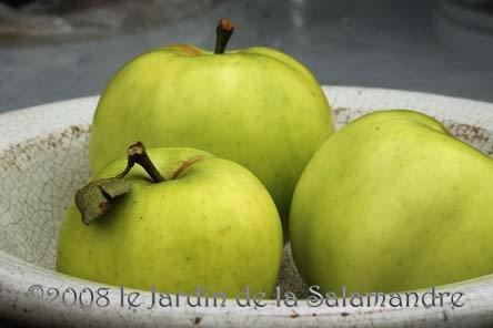 Pomme 'Transparente Blanche' au Jardin de la Salamandre en Dordogne
