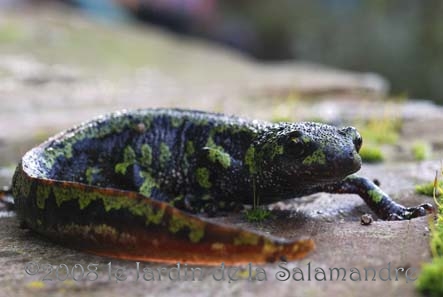 Triton marbré (Triturus marmoratus) au Jardin de la Salamandre en Dordogne